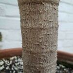 Alyxia ruscifolia چھال