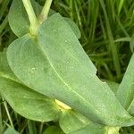 Gypsophila vaccaria Blatt