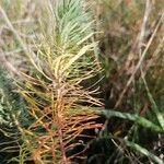 Asclepias linaria Ліст