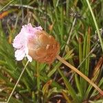 Armeria pungens 其他