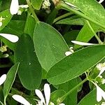 Chamaesyce hypericifolia Лист
