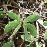 Mimosa debilis Feuille