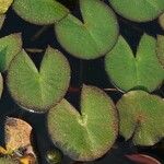 Nymphaea candida Blad