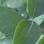 Chiococca alba Yaprak