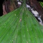 Asplundia utilis Leaf