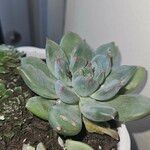 Echeveria colorata List