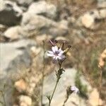 Plumbago europaea 花