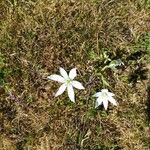 Anthericum liliagoFlower