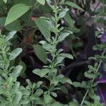 Salvia × jamensis Habit