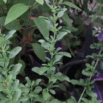 Salvia × jamensis Облик