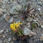 Oreopolus glacialis Λουλούδι