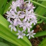 Hyacinthoides italica Flor