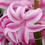 Hyacinthus orientalis Flor