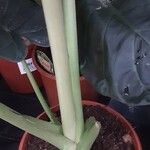 Alocasia baginda Casca