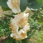 Actinidia deliciosa Квітка