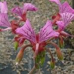 Pelargonium endlicherianum Fleur