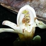 Amphilophium paniculatum Květ