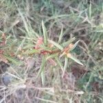 Ludwigia octovalvis 葉
