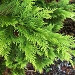 Thuja occidentalis List