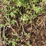 Justicia heterocarpa Habitus