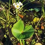 Sagittaria montevidensis List