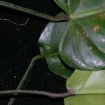 Philodendron sagittifolium Fruto