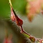 Geranium purpureum 果實