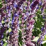 Salvia nemorosa Flor