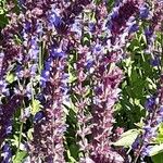 Salvia nemorosa Flower