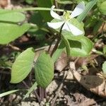 Jeffersonia diphylla Habitus