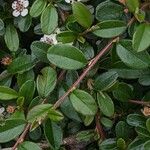 Cotoneaster dammeri Blad