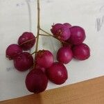 Syzygium paniculatum Плод