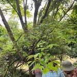 Lafoensia punicifolia Hoja
