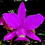 Cattleya walkeriana Kwiat
