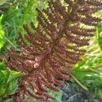 Gunnera tinctoria Kukka