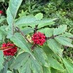 Sambucus racemosa Gyümölcs