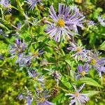 Symphyotrichum puniceum 花