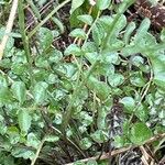 Cardamine pratensis Blad