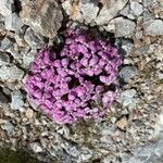 Dianthus alpinus Blomma