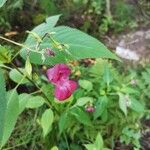 Impatiens glanduliferaFlower