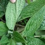 Symphytum caucasicum Folha