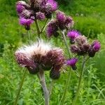 Cirsium rivulare 花