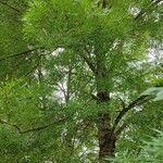 Fraxinus angustifolia Hábito