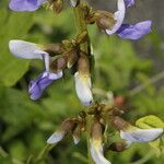 Pachyrhizus erosus Λουλούδι