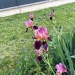 Iris × germanica Blüte