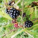 Rubus ulmifolius Fruit