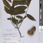 Paropsia grandiflora Otro