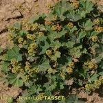 Alchemilla flabellata Хабит