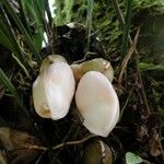 Stanhopea ecornuta Otro