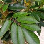 Cunonia capensis Hoja